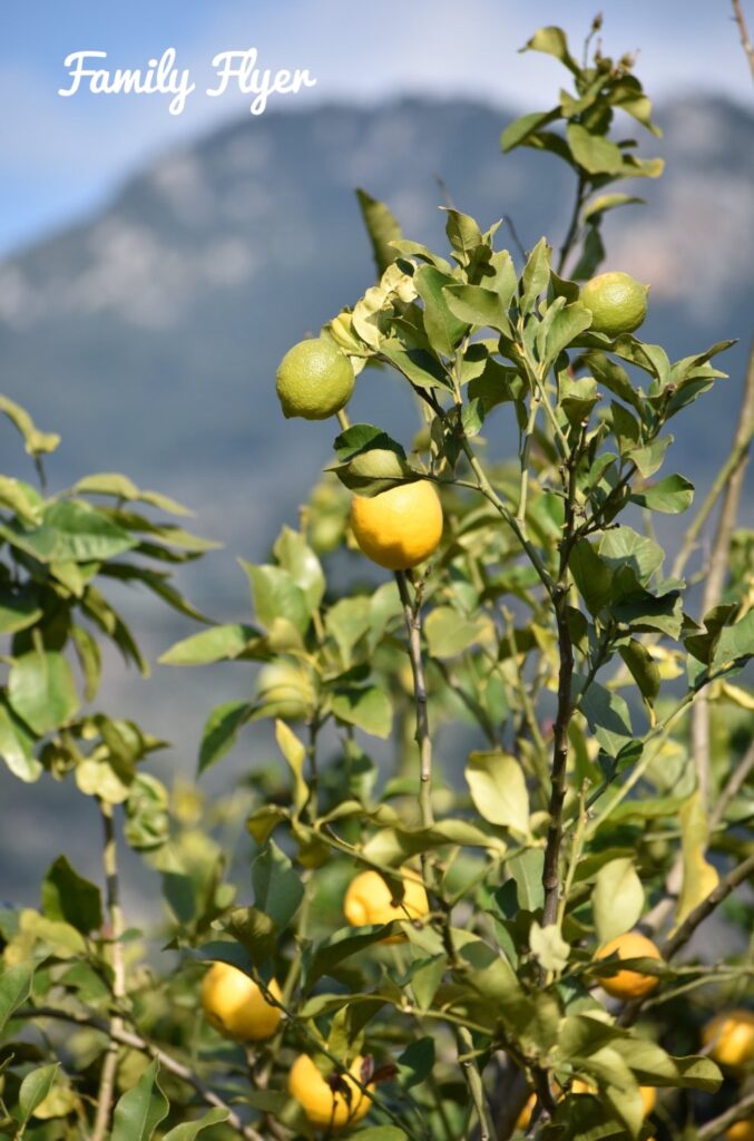 パルマデマヨルカのレモン