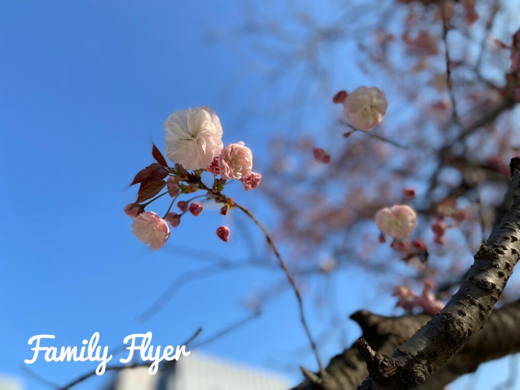 皇居外苑の桜ひとひら